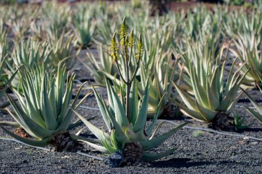 Aloe vera plantation, aloe vera, sağlıklı tarımı bitki bize
