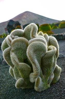 Cleistocactus strausii forma cristata etli bitki