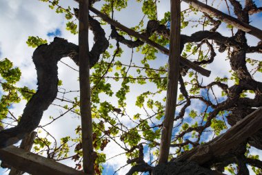 Lanzarote üzüm bağları kurmak lav, La Geria şarap bölgesi, malvasi