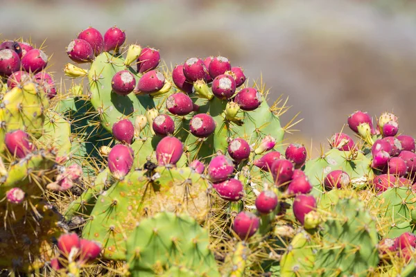 Опунция кактусы с спелыми красными фруктами — стоковое фото