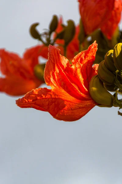 Lindas flores de laranja tropical na árvore, jardim exótico — Fotografia de Stock