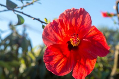 Güzel hibiscus Çiçek Bahçe blossoming ağacında yakın çekim, alanı Kopyala