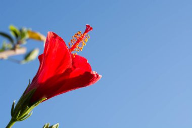 Güzel hibiscus Çiçek Bahçe blossoming ağacında yakın çekim, alanı Kopyala