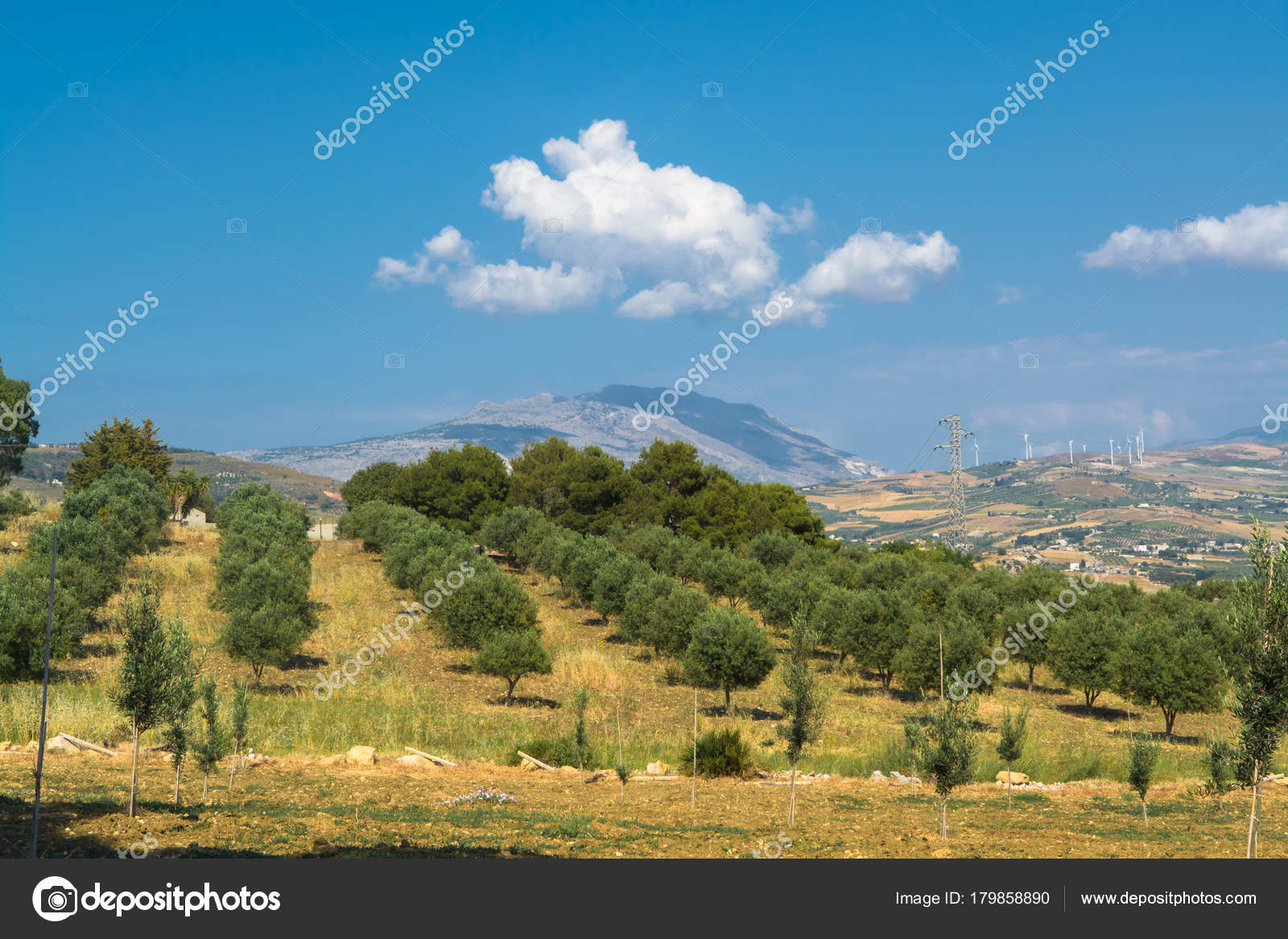 Sicilian Landscape Olive Trees Olive Garden Mediterranean Valley