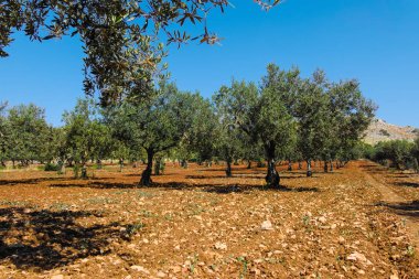 Büyük ve eski antik zeytin ağacı Akdeniz'de Zeytin bahçesinde