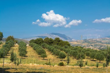 Trapani yakınlarındaki Akdeniz vadisinde zeytin bahçesinde zeytin ağaçları ile Sicilya manzara