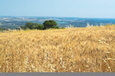 Sarı buğday Tahıl hasat büyüyen bir çiftlik alanında, İtalya için hazır