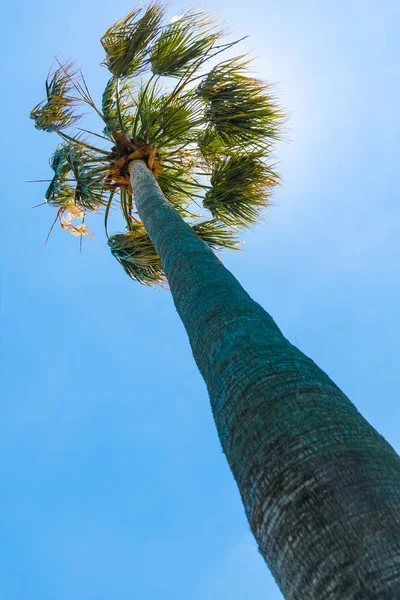 Grand Palmier Avec Fond Bleu Ciel — Photo