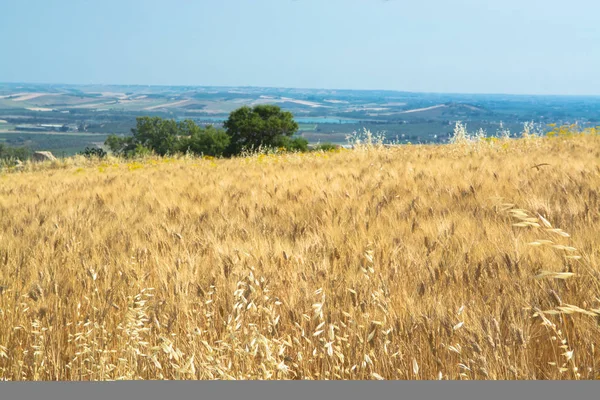 Sarı buğday Tahıl hasat büyüyen bir çiftlik alanında, İtalya için hazır