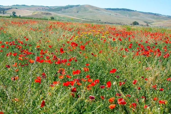 Sicilya manzara - fiels kırmızı haşhaş çiçekleri