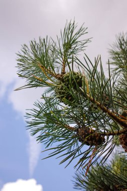 Ağaç yakın çekim, kış veya Noel konsepti üzerinde çam ağacı iğneleri