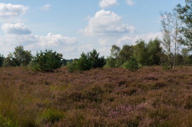 Kempen ormanlarında Heather bozkırları, Kuzey Brabant, Hollanda, sonbahar günleri