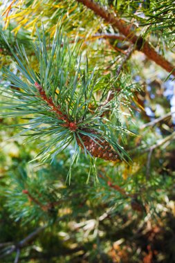 Ağaç yakın çekim, kış veya Noel konsepti üzerinde çam ağacı iğneleri