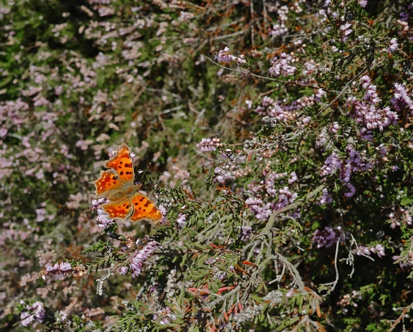 Floração Colorida Close Charneca Borboleta Florestas Kempen Brabante Norte Países — Fotografia de Stock