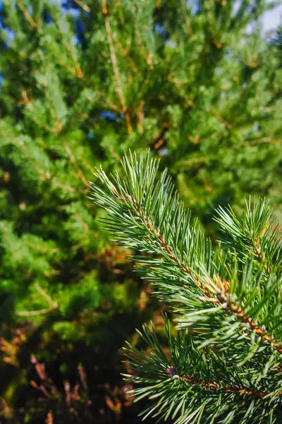 松树针在树特写 冬季或圣诞节的概念 — 图库照片