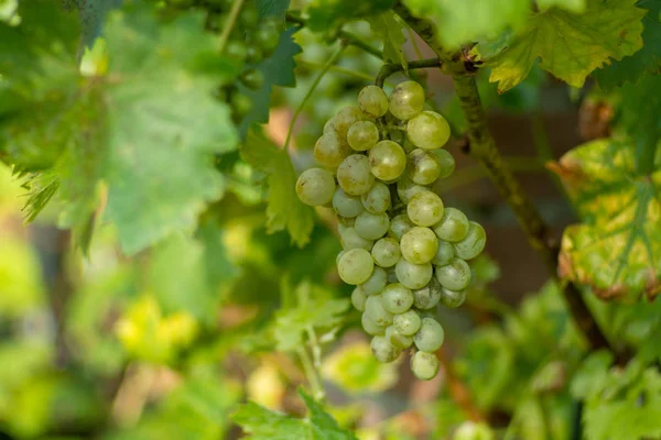 Raisin Vin Blanc Mûr Orgénique Dans Vignoble Prêt Récolte Production — Photo