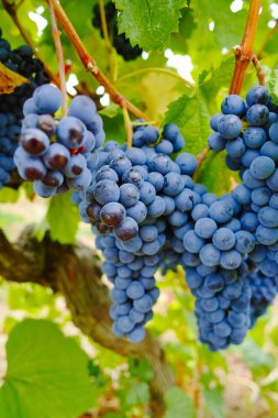 Ripe red wine grape ready to harvest, South France clipart
