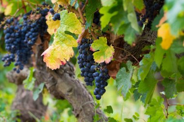 Olgun kırmızı şarap üzüm hasat hazır Güney Fransa