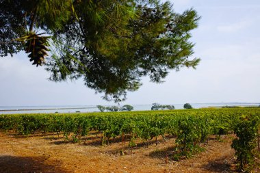 Domaine de Maguelone bağ Montpellier, Güney Fransa, kırmızı şarap üzüm plantation yakın