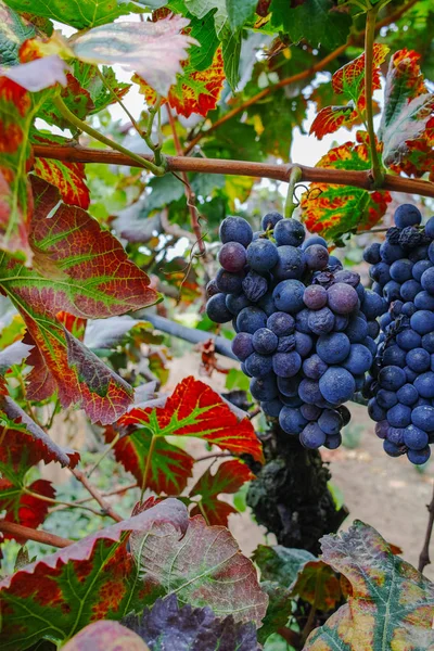 Red Ripe Wine Grapes Sandy Vineyards Camargue Provence South France — Stock Photo, Image