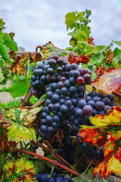 Uvas Vino Tinto Maduras Viñedos Arena Camargue Provenza Sur Francia — Foto de Stock