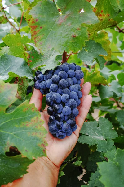 Uva Vino Tinto Madura Lista Para Cosechar Sur Francia —  Fotos de Stock