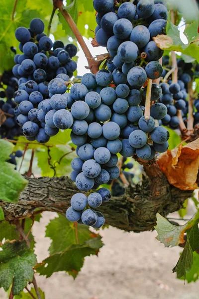 Uva Vinho Tinto Madura Pronta Para Colheita Sul França Vinha — Fotografia de Stock