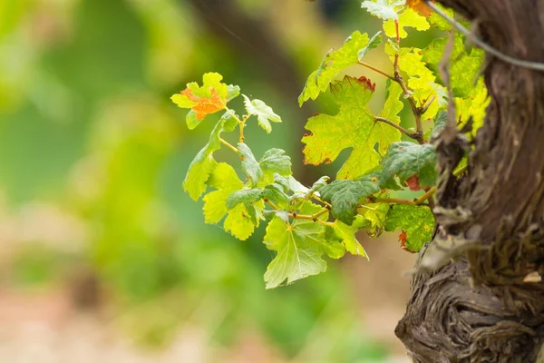 Vinhedo Domaine Maguelone Perto Montpellier Sul França Plantação Uva Vinho — Fotografia de Stock