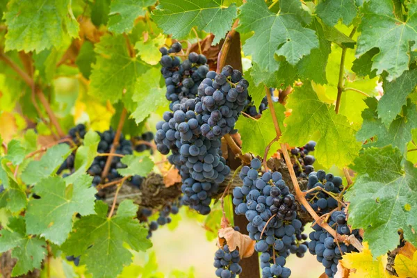 Uva Vinho Tinto Madura Pronta Para Vindima Sul França — Fotografia de Stock