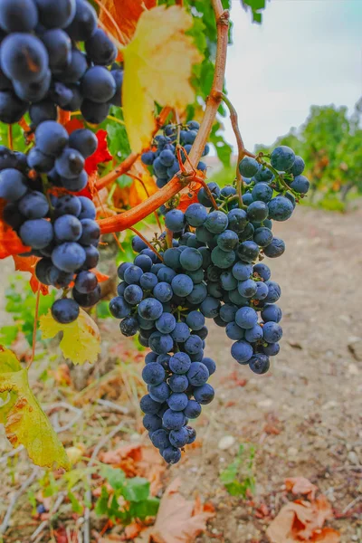 Стиглі Червоний Виноградне Вино Готові Пожинати Південної Франції — стокове фото