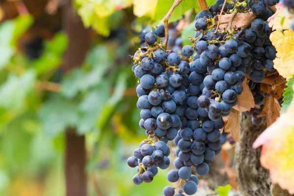 Uva Vino Tinto Madura Lista Para Cosechar Sur Francia — Foto de Stock