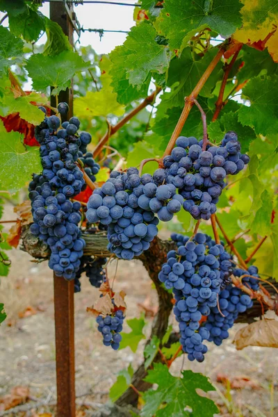 Rijpe Rode Druivensoort Die Klaar Zijn Oogsten Zuid Frankrijk — Stockfoto