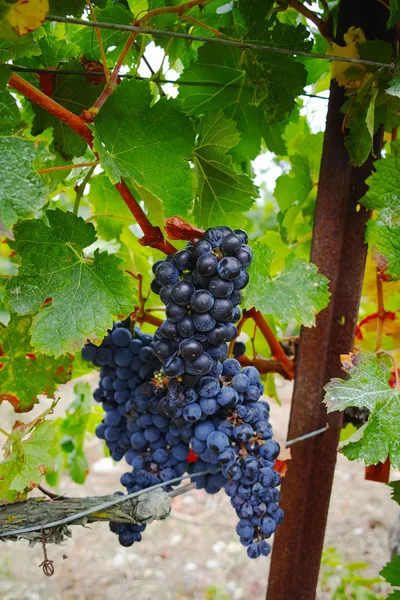 Uva Vino Tinto Madura Lista Para Cosechar Sur Francia — Foto de Stock