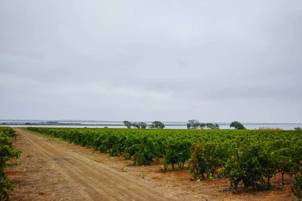 Viñedo Domaine Maguelone Cerca Montpellier Sur Francia Plantación Uva Vino — Foto de Stock