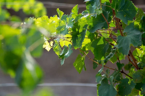 Vinhedo Domaine Maguelone Perto Montpellier Sul França Plantação Uva Vinho — Fotografia de Stock