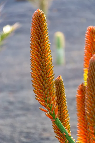 Fiori Aloe Vera Coltivazione Aloe Vera Pianta Sana Utilizzata Medicina — Foto Stock