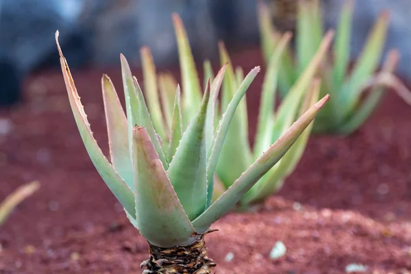 Ültetvény Aloe Vera Aloe Vera Egészséges Növényi Gyógyászat Kozmetika Bőrápolás — Stock Fotó