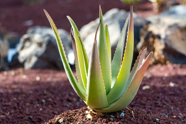 Piantagione Aloe Vera Coltivazione Aloe Vera Pianta Sana Utilizzata Medicina — Foto Stock