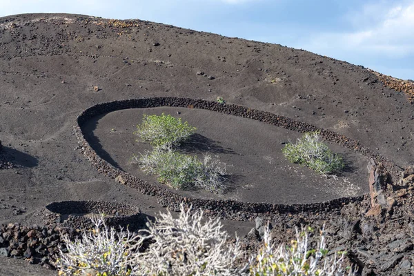 Vegetation on lava rocks, fig fruits riping on fig tree in winter, Timanfaya national park, Lanzarote, Canary Islands, Spain