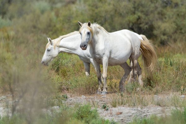 Wild white horse from Camargue national park, France