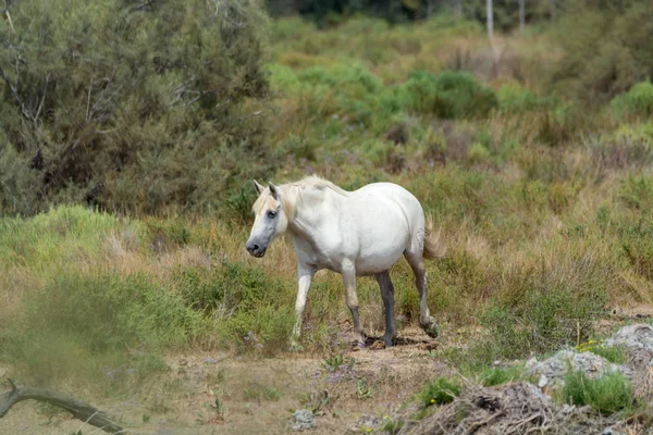 Wild White Horse Camargue National Park France — Stock Photo, Image