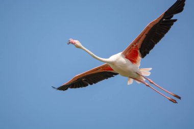 Pembe flamingo kuş mavi gökyüzünde uçan