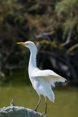 Yabani kuşlar Milli Park, Provence, Fransa küçük ak balıkçıl