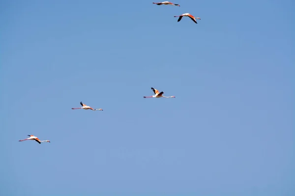 Летающая розовая птица фламинго в голубом небе — стоковое фото