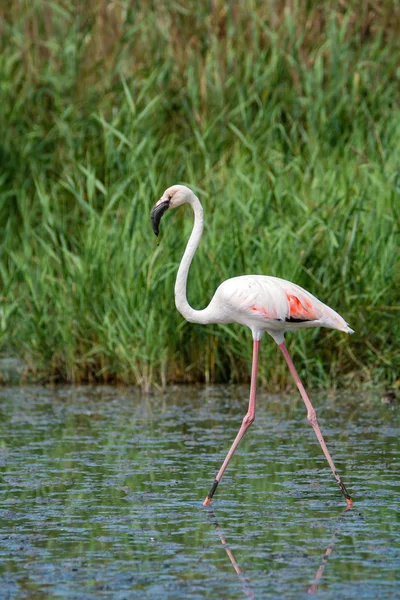 국립 공원 Camargue, 프랜에에서 큰 분홍색 홍학 새의 그룹 — 스톡 사진