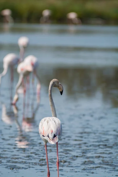 Gruppe großer rosafarbener Flamingos im Nationalpark camargue, fran — Stockfoto