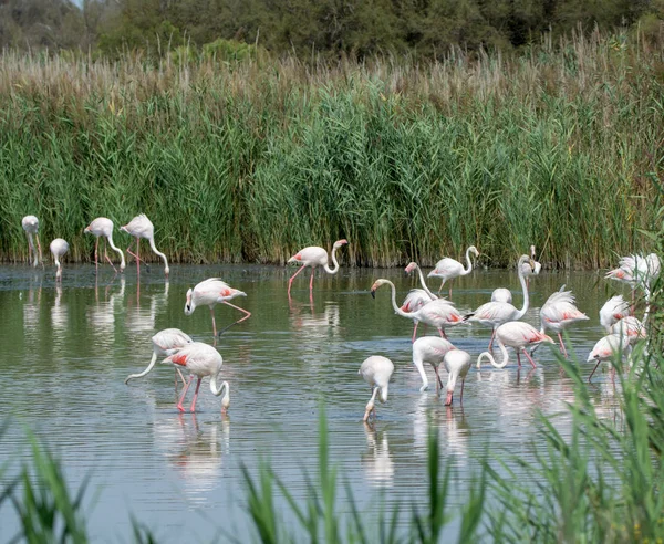 Gruppe großer rosafarbener Flamingos im Nationalpark camargue, fran — Stockfoto