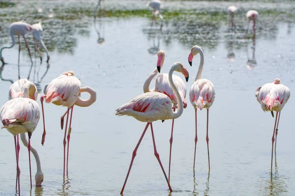 Group of big pink flamingo birds in national park Camargue, Fran