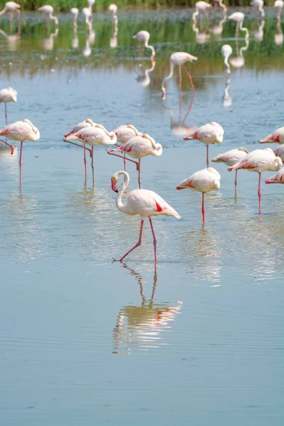 Grupo de grandes pássaros flamingo rosa no parque nacional Camargue, Fran — Fotografia de Stock