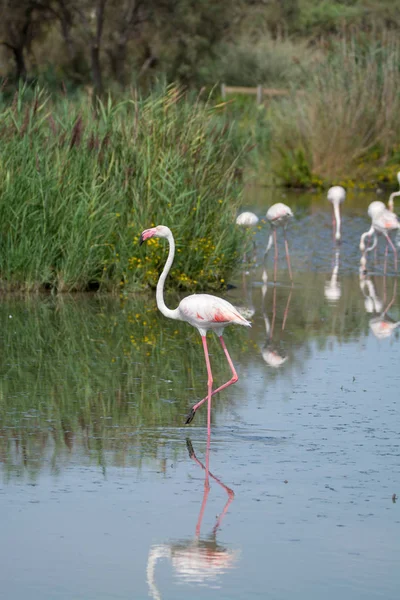 Wildvögel großer rosa Flamingo im Nationalpark, Provence, Frankreich — Stockfoto